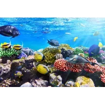 Papier Peint Panoramique Aquarium Océan Poissons