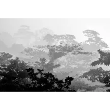 Papier Peint Panoramique Forêt Jungle Noir et Blanc