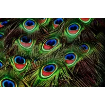 Papier Peint Panoramique Plumes Paon