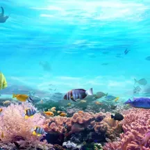 Affiche personnalisée Mer Poisson Aquarium