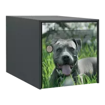 Sticker boîte aux lettres personnalisé American staff