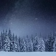 Affiche personnalisée Forêt Nuit Étoilée