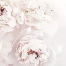 Affiche personnalisée Pivoine