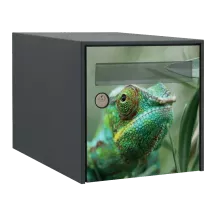 Sticker boîte aux lettres personnalisé Caméléon