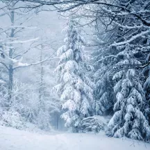 Affiche personnalisée Forêt Hiver