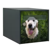 Sticker boîte aux lettres personnalisé Golden retriever