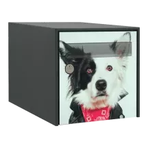 Sticker boîte aux lettres personnalisé Border Collie