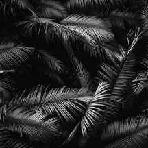Affiche personnalisée Palmier Noir