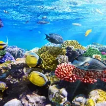 Affiche personnalisée Aquarium Océan Poissons