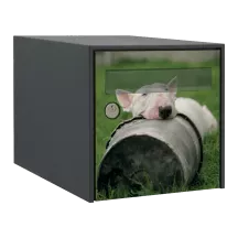Sticker boîte aux lettres personnalisé Bull Terrier