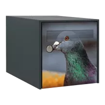 Sticker boîte aux lettres personnalisé Pigeon