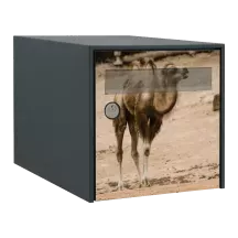 Sticker boîte aux lettres personnalisé Chameau