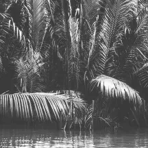 Affiche personnalisée Jungle Noir et Blanc 3