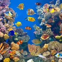 Affiche personnalisée Aquarium Poissons