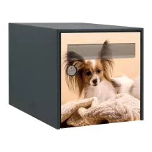 Sticker boîte aux lettres personnalisé Epagneul Papillon