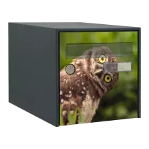 Sticker boîte aux lettres personnalisé Chouette rigolote