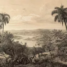 Affiche personnalisée Jungle Vintage Effet Dessin