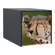 Sticker boîte aux lettres personnalisé Guepard