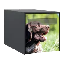 Sticker boîte aux lettres personnalisé Epagneul Breton