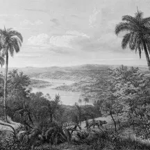 Affiche personnalisée Jungle Forêt Noir et Blanc