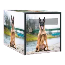 Sticker boîte aux lettres personnalisé Malinois