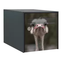 Sticker boîte aux lettres personnalisé Autruche