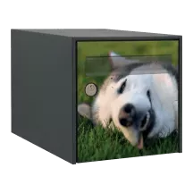 Sticker boîte aux lettres personnalisé Husky