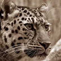 Affiche personnalisée Léopard 2