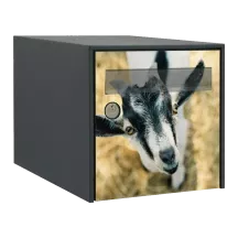 Sticker boîte aux lettres personnalisé Chèvre 2