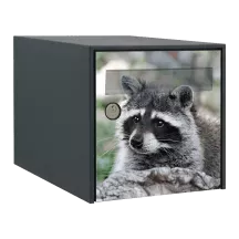 Sticker boîte aux lettres personnalisé Raton Laveur