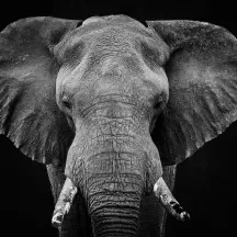 Affiche personnalisée Eléphant