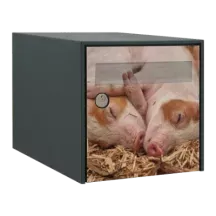 Sticker boîte aux lettres personnalisé Cochons rigolos