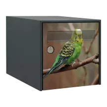 Sticker boîte aux lettres personnalisé Perruche