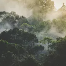 Affiche personnalisée Jungle Brumeuse