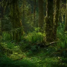 Affiche personnalisée Jungle Feuilles