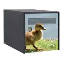 Sticker boîte aux lettres personnalisé Canard 3