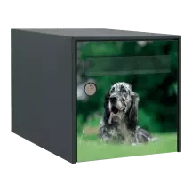 Sticker boîte aux lettres personnalisé Setter Anglais