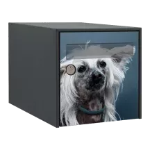 Sticker boîte aux lettres personnalisé Chien Chinois à Crête