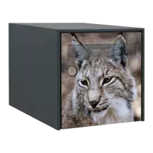 Sticker boîte aux lettres personnalisé Lynx