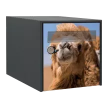 Sticker boîte aux lettres personnalisé Chameau 2